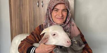 Oy-kullanmaya-kuzusu-'Pamuk'la-geldi