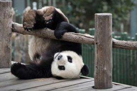 Pandalar-neden-yuvarlanır--Doğal-bir-davranış-mı-yoksa-endişe-verici-mi-