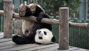 Pandalar neden yuvarlanır? Doğal bir davranış mı yoksa endişe verici mi?