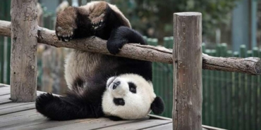 Pandalar-neden-yuvarlanır--Doğal-bir-davranış-mı-yoksa-endişe-verici-mi-