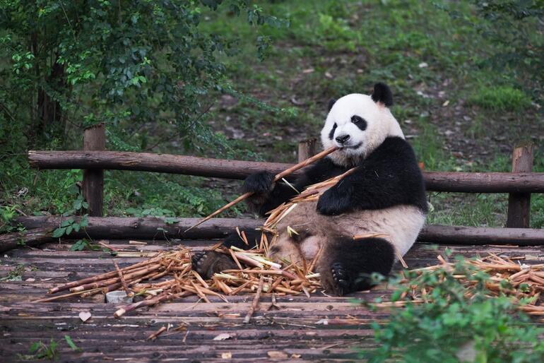 Pandalar neden yuvarlanır? Doğal bir davranış mı yoksa endişe verici mi?