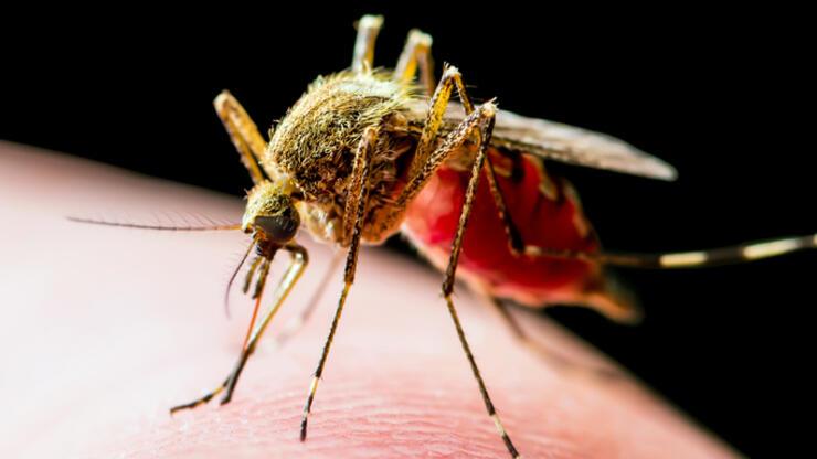 Yaz aylarında sivrisinek istilasına son! İşte sivrisinekleri evimizden uzak tutmanın yolları…