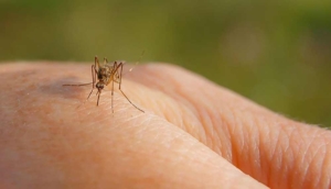 Yaz aylarında sivrisinek istilasına son! İşte sivrisinekleri evimizden uzak tutmanın yolları…