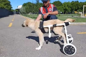 Aksaray'da-jandarma-personeli-felçli-köpek-için-yürüteç-yaptı-