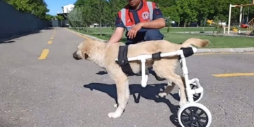 Aksaray'da-jandarma-personeli-felçli-köpek-için-yürüteç-yaptı-