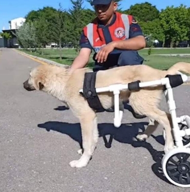 Aksaray'da jandarma personeli felçli köpek için yürüteç yaptı 8 Aksaray'da-jandarma-personeli-felçli-köpek-için-yürüteç-yaptı-