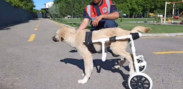 Aksaray’da jandarma personeli felçli köpek için yürüteç yaptı