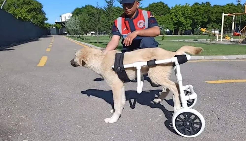 Aksaray'da jandarma personeli felçli köpek için yürüteç yaptı