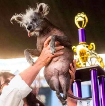 'Dünyanın en çirkin köpeği' yarışmasının kazananı belli oldu 8 'Dünyanın-en-çirkin-köpeği'-yarışmasının-kazananı-belli-oldu