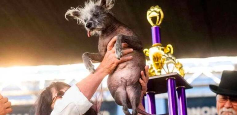 ‘Dünyanın en çirkin köpeği’ yarışmasının kazananı belli oldu