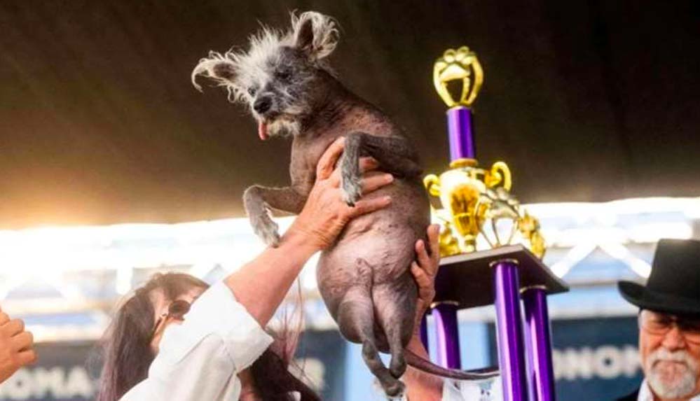'Dünyanın en çirkin köpeği' yarışmasının kazananı belli oldu