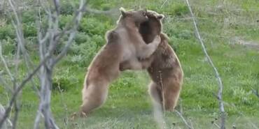 Erzurum'da-bozayıların-gülümseten-güreşi-kameraya-yansıdı