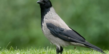 İstanbul’da-dehşete-düşüren-olay!-Kesik-parmak-cinayetini-kargalar-ortaya-çıkardı!