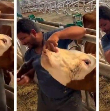 Kurban Bayramı öncesi skandal görüntüler: Kurban pazarındaki hayvana zorla içki içirdi 10 Kurban-bayramı-öncesi-skandal-görüntüler--Kurban-pazarındaki-hayvana-zorla-içki-içirdi