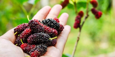 Mucize-meyve-karadutun-sağlığınız-için-9-önemli-faydası!-O-hastalığa-iyi-geliyor…