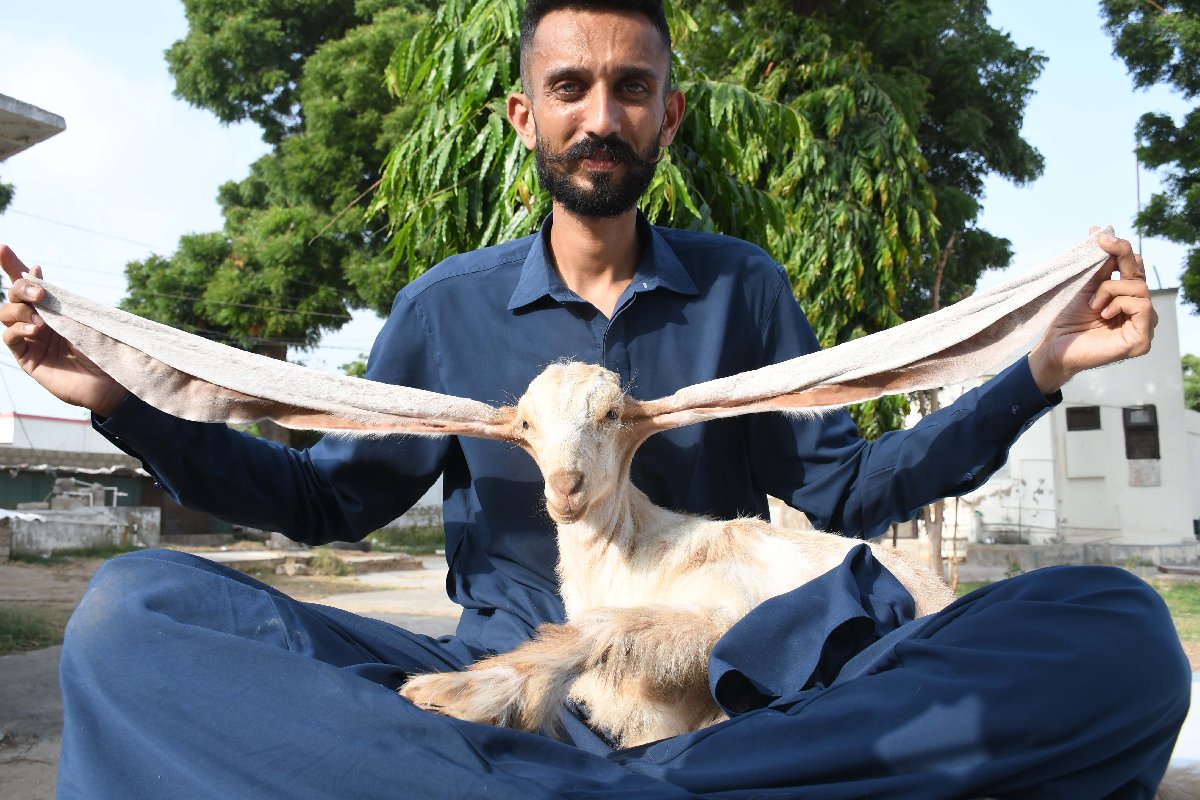 Pakistan'da doğan yavru keçi 'Simbi' 55 santimetre kulağıyla dikkat çekiyor