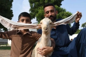 Pakistan'da-doğan-yavru-keçi-'Simbi'-55-santimetre-kulağıyla-dikkat-çekiyor