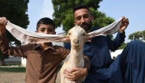 Pakistan'da doğan yavru keçi 'Simbi' 55 santimetre kulağıyla dikkat çekiyor