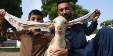 Pakistan'da-doğan-yavru-keçi-'Simbi'-55-santimetre-kulağıyla-dikkat-çekiyor