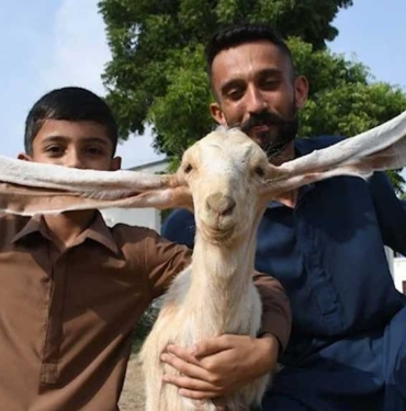 Pakistan'da doğan yavru keçi 'Simbi' 55 santimetre kulağıyla dikkat çekiyor 2 Pakistan'da-doğan-yavru-keçi-'Simbi'-55-santimetre-kulağıyla-dikkat-çekiyor