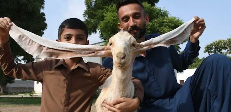 Pakistan'da doğan yavru keçi 'Simbi' 55 santimetre kulağıyla dikkat çekiyor 1 Pakistan'da-doğan-yavru-keçi-'Simbi'-55-santimetre-kulağıyla-dikkat-çekiyor