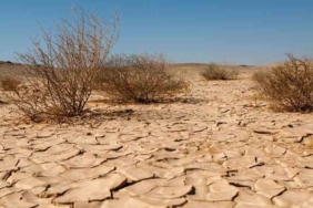 TEMA-Vakfı'ndan-korkutan-açıklama--Ülkemizin-yüzde-73,4'ü-çölleşme-tehlikesi-altında