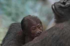 4-yıldır-erkek-zannedilen-goril-doğum-yaptı-