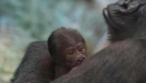 4 yıldır erkek zannedilen goril doğum yaptı