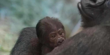 4-yıldır-erkek-zannedilen-goril-doğum-yaptı-