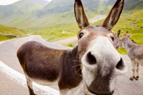 Çuvallara-koymuşlar--Kaçakçılık-operasyonunda-binlerce-eşek-penisi-ele-geçirildi