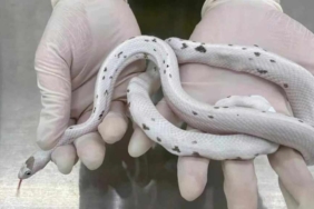 Gümrük-memurunun-şüphelendiği-kadının-sutyeninden-5-tane-yılan-çıktı