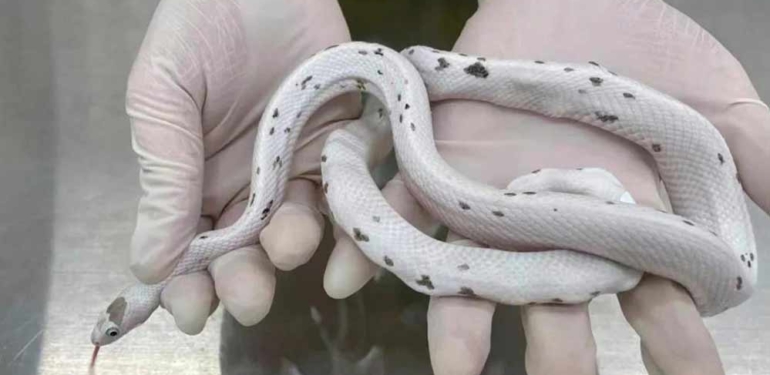 Gümrük memurunun şüphelendiği kadının sutyeninden 5 tane yılan çıktı!