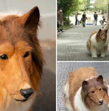 Köpek gibi görünmek için 380 bin lira harcayan Japon sokağa çıktı 3 Köpek-gibi-görünmek-için-380-bin-lira-harcayan-Japon-sokağa-çıktı-