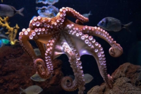 Kusma şikayetiyle doktora gitti; boğazından ahtapot çıktı! 1 Kusma-şikayetiyle-doktora-gitti;-boğazından-ahtapot-çıktı!