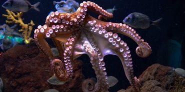 Kusma-şikayetiyle-doktora-gitti;-boğazından-ahtapot-çıktı!