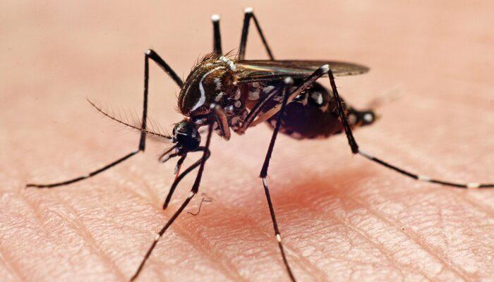 Oxford araştırmacısı yazdı: Yaz aylarının korkulu rüyası sivrisineklerden korunmanın 7 etkili yolu!