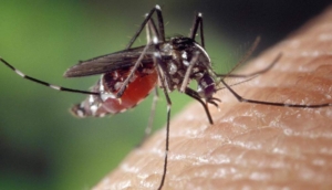 Oxford araştırmacısı yazdı: Yaz aylarının korkulu rüyası sivrisineklerden korunmanın 7 etkili yolu!