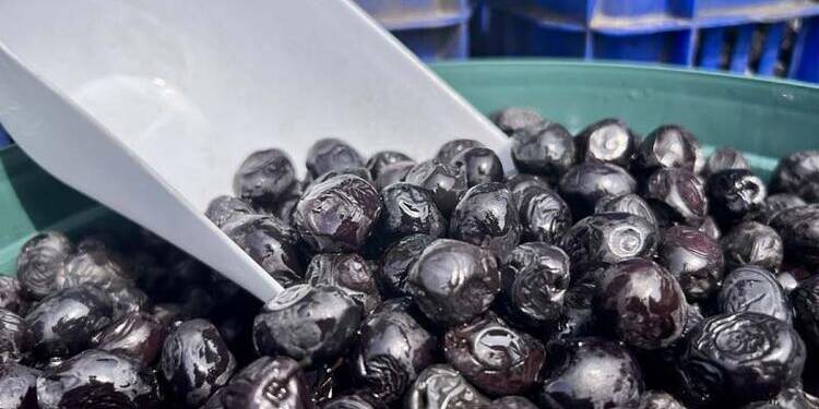 Evdeki zeytin çekirdeklerinizi atmayın! Zeytin çekirdekleriyle harikalar yaratın…