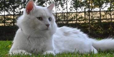 Ankara-kedisi-'Seymen'-yeni-yuvası-Ayasofya-i-Kebir-Camii'nde