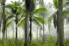 Araştırma--Sosyal-mesafeyi-muhafaza-eden-ağaçlar,-biyoçeşitliliği-koruyor