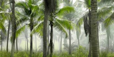 Araştırma--Sosyal-mesafeyi-muhafaza-eden-ağaçlar,-biyoçeşitliliği-koruyor