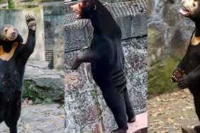 Ayı-mı-yoksa-ayı-kostümü-giymiş-bir-insan-mı--Çin'deki-hayvanat-bahçesinden-açıklama