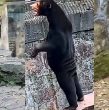 Ayı mı yoksa ayı kostümü giymiş bir insan mı? Çin'deki hayvanat bahçesinden açıklama 3 Ayı-mı-yoksa-ayı-kostümü-giymiş-bir-insan-mı--Çin'deki-hayvanat-bahçesinden-açıklama