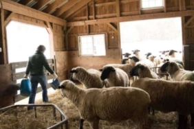 Bulgaristan’da kurulan 'Çoban Akademisi' ilk mezunlarını verdi 8 Bulgaristan’da kurulan 'Çoban Akademisi' ilk mezunlarını verdi