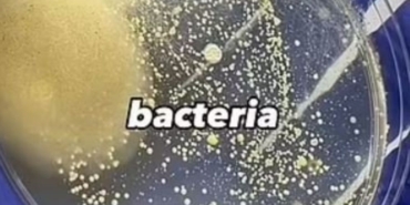 Görenler iğrendi Makyaj süngerlerinin ne kadar kirli olduğu ortaya çıktı