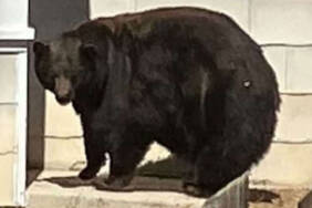 'Sabıkalı'-dev-ayı,-şikayetlerin-artmasından-bir-yıl-sonra-yakalandı