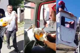 Sivas'ta-yuvasından-düşen-leylek-yavrusunu-itfaiye-kurtardı