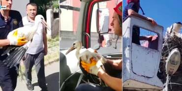 Sivas'ta-yuvasından-düşen-leylek-yavrusunu-itfaiye-kurtardı