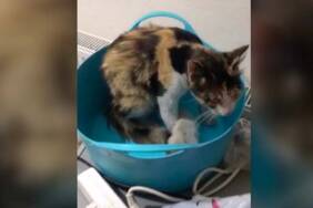 Tokat'ta-havalandırma-borusuna-düşen-kedi-yavrularını-itfaiye-kurtardı