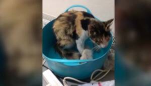 Tokat'ta havalandırma borusuna düşen kedi yavrularını itfaiye kurtardı